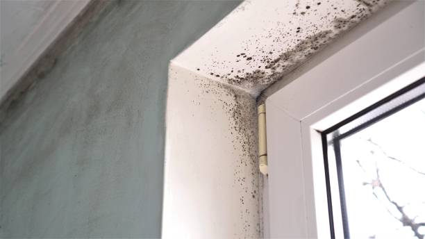 Office Mold Removal Services in Center Line, MI