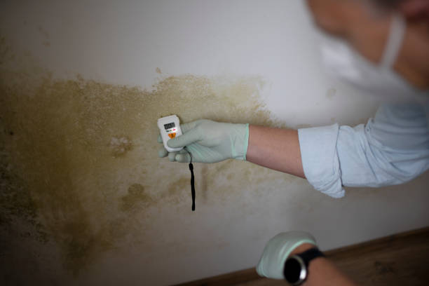 Best Toxic Mold Removal  in Center Line, MI